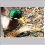 Anas platyrhynchos - Paarung 05.jpg